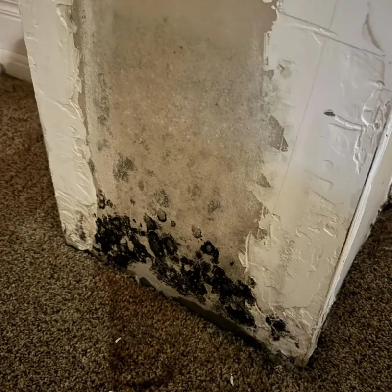 Professional Mold Removal in Rothschild, WI